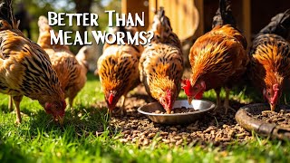 My Chickens Tried GrubTerra—Here’s What Happened! 🐓