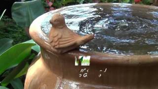 Califórnia Mudas - Campo Grande