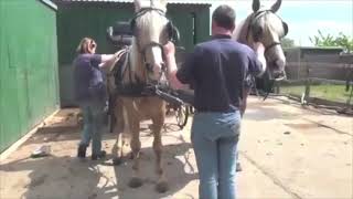 Representing: The Palomino Morgan Geldings with Issues Being Put To