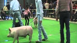 The 2011 Throckmorton Stock Show