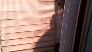 Cat Answers Door