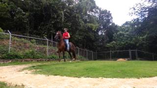 Paso Fino in Training, PR
