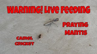 WARNING: LIVE FEEDING: Praying Mantis Feeds On A Live Camel Cricket