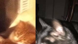 [READ DESC] Birthday video