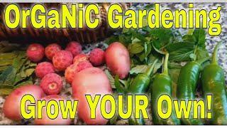 GROW YOUR OWN Orangicaly Cheap! Berries peppermint peppers greens melons basil potatoes 