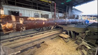 Sawing big 50 foot pines