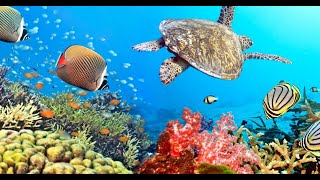Underwater paradise calming music for sleep l calming music for deep sleep