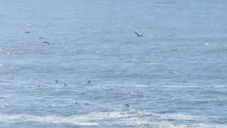 Pelicans