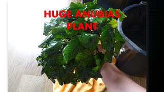 THE BIGGEST ANUBIAS I HAVE EVER SEEN!!!