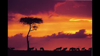 Executive Chef for Cooking inspired Leader with Flexibility & Panache- New Modern Hotel in Kenya