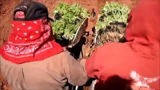 Setting Tobacco in North Carolina
