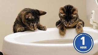 These CATS are too FUNNY! 🤣 | New Cat Videos 2025