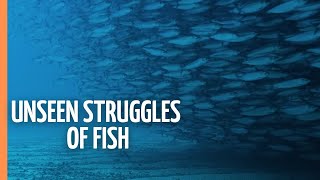From Streams to Seas - The Unseen Struggles of Fish | Full Documentary