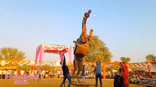 मारवाड़ी ऊंट का बहुत ही ग़ज़ब ग़ज़ब का डांस | New Rajasthani Dj Song  | Camel Dance Video 2025