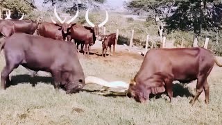 African bulls 🐂 fighting beautiful to watch