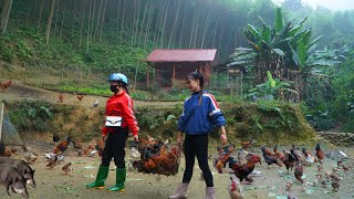 Tend the vegetable garden and harvest plenty of roosters to sell to traders.