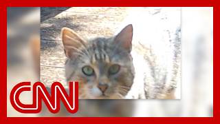 The hunt for 'Nine Lives', New Zealand’s most elusive feral cat | CNN Creators