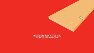 De levenscyclus van een houtworm | Rentokil Nederland