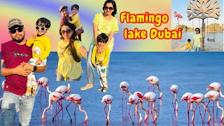 Flamingo lake  🦩 | Dubai | uae lake
