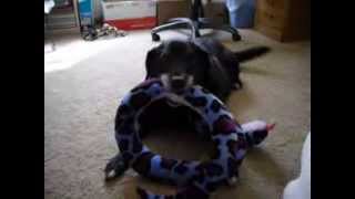 Shelby & her giant snake