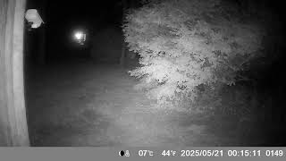 IMAG0148 Second Night What Animal Is This? May 20 2025