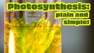 What is Photosynthesis? Why is photosynthesis Important?