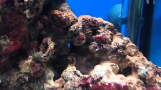 Asterinas en acuario marino