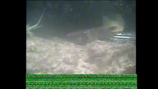 Leszek Gorski Live Stream