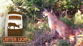 CRITTER LICK TRAILCAM UPDATE