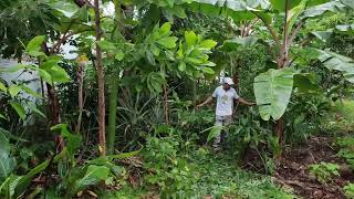 Coringa Agrofloresta: Jardim agroflorestal