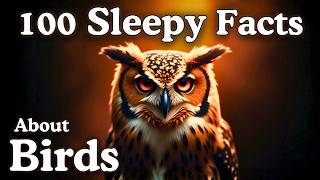 The Most Relaxing Facts About Birds to Fall Asleep To - Dreamy Science
