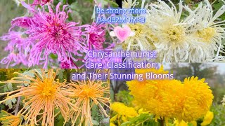 Chrysanthemums: Care, Classification, and Their Stunning Blooms（Nov.15, 2024 USDA 5b）#gardening