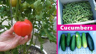 NEW Tomato Variety Grows GREAT plus Pole Beans and Cucumbers in the Container GARDEN