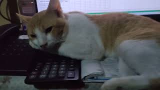 kulit mo meow
