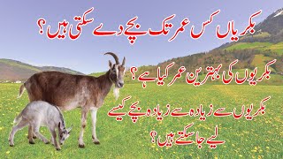 Best Breeding Age in Goats | Alpha Livestock