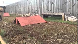 Funny dog