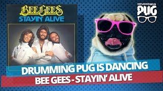 Drumming Pug - Bee Gees Stayin' Alive  [ Dancing ]