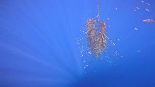 Fish Swimming Around Under The Bouy in the Sea of Cortez