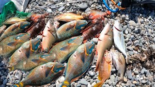 A DAY DIVING IN STRONG CURRENT HUNTING CHRISTMAS FISH FOR CUSTOMERS 