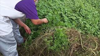 Samahan nyo po ako na mamitas ng native na Ampalaya sa bakuran ng aming tinitirhan