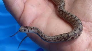 Dekay's, Worm and Ringneck snakes.