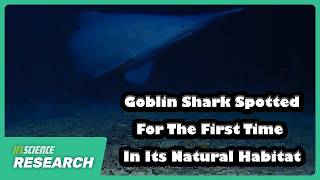 Goblin Shark Spotted For The First Time In Its Natural Habitat