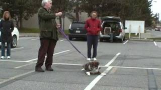 Dog Behaviour Instruction 'Down / Stay' from Ken's Dog Development