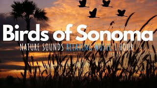 Nature Sounds Relaxing Music 1 hour | Birds of Sonoma | Organic Nature Sounds