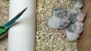 new amazing nest hatching 04 eggs and they are very hungry /  day 14