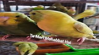 Love birds ka break up || #broken #brokenheart #lovebirds #shayari #sadlovestatus #love