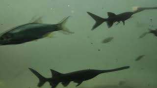 Shedd Aquarium Montage 2024