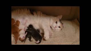 The Kitten Chronicles