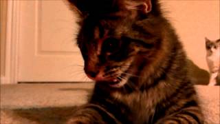 Xena Laser Light Kitten Warrior