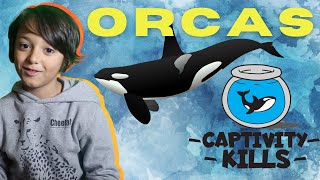 ORCAS: Saving the wolves of the sea from captivity